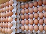 Premium Farm Fresh Chicken Table Eggs/ Chicken Eggs/ Fertilized Chicken Hatching Eggs - photo 2