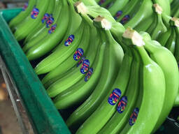 Fresh green Cavendish bananas