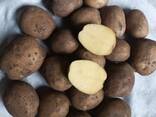 Fresh Potatoes (variety "Colombo"), only in bulk from one full truckload - photo 1