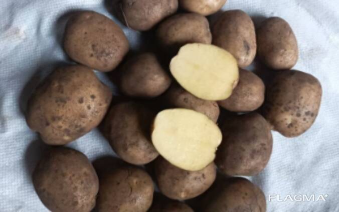 Fresh Potatoes (variety "Colombo"), only in bulk from one full truckload