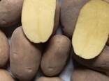 Fresh Potatoes (variety "Colombo"), only in bulk from one full truckload - photo 2
