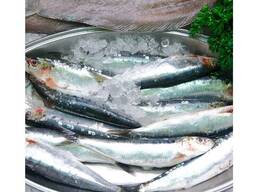 Frozen Sardine Fish