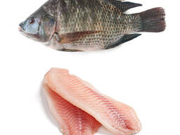 Frozen Tilapia Fish the best selling fish that has a savory taste without scales and guts.
