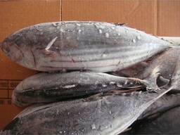 Frozen Whole skipjack Tuna Fish