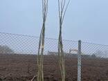 Fruit trees saplings - photo 13