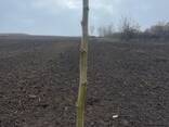 Fruit trees saplings - photo 15