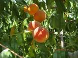 Fruites from the foothills of Turkmenistan - photo 7