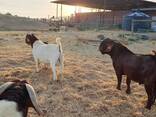 Full Breed boer goats available for sale. . - photo 3