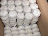 Garlic - photo 1