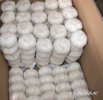 Garlic