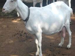 Goats For Sale/ live Boer Goat /Live Dairy Milking Saanen Goat