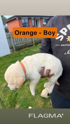 Golden Retriever x Golden Retreiver Lab Puppies