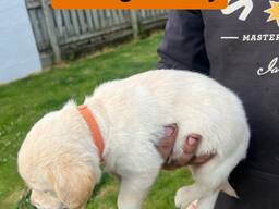 Golden Retriever x Golden Retreiver Lab Puppies
