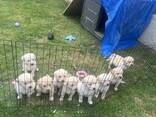 Golden Retriever x Golden Retreiver Lab Puppies - photo 3