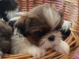 Gorgeous Shih Tzu puppies. .. whatsapp me at: - photo 2