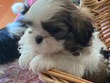 Gorgeous Shih Tzu puppies. .. whatsapp me at: - photo 3