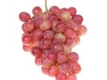 Grape variety Toifi