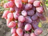 Grape variety Toifi