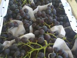 Grapes from Uzbekistan