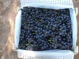 Grapes from Uzbekistan
