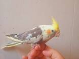 Handreared Friendly Pet Cockatiels. .. whatsapp me at: - photo 2