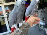 African Grey and macaw parrots for sale - photo 3