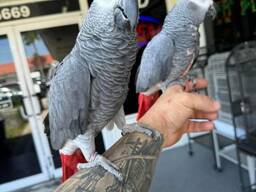 Healthy Young baby African Grey Parrots for sale