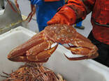 High quality Big Size king crabs/ Soft Shell Crabs/ Mud Crabs for sale Blue swimming crabs - photo 1