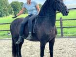 Horse need new master - photo 1