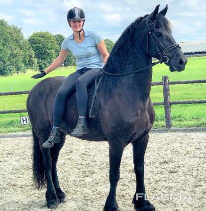 Horse need new master