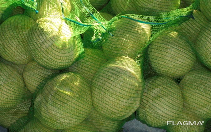 Cabbage wholesale Kazakhstan