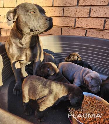 KC Registered Staffordshire Bull Terriers Pupz