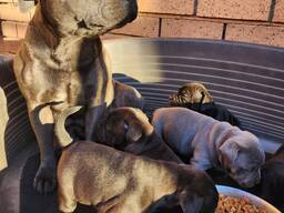 KC Registered Staffordshire Bull Terriers Pupz