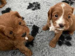 Красивые щенки кавапу