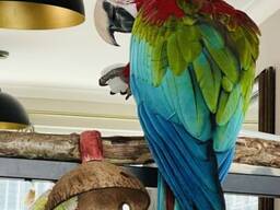 Macaw male tamed and friendly . .. whatsapp me at: