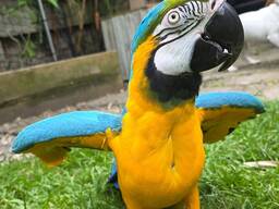 Macaw Parrot – Intelligent &amp; Vibrant