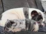 Male and Female French bulldog Puppies for sale - photo 1