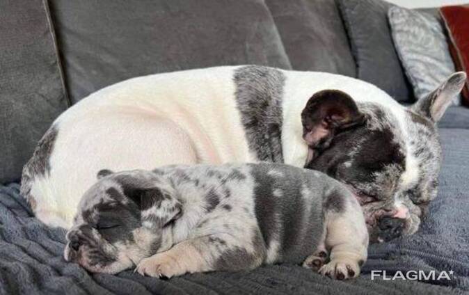 Male and Female French bulldog Puppies for sale