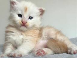 Male and female Maine Coon TICA registered active.