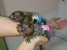 Marmoset Monkeys For Sale