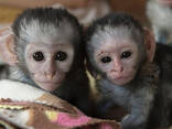 Marvelous Capuchin Monkeys For Sale - photo 1