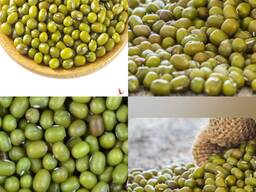 Mash green beans for export.