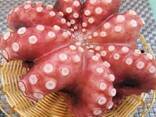 Мороженные морепродукты в Великобританию от завода из Китая - photo 1