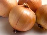 Onion - photo 2