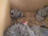 Parrots and eggs - photo 1