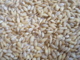 Pearl barley