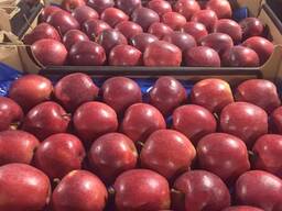 Polish apples — (Gala, Cortland, Szampion, Jonagold, Golden Delicious, etc. )