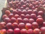 Polish apples (wide range of varieties) - photo 3
