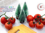 Помидоры - фото 1