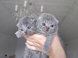 Premium British Shorthair Kitten Available - photo 1